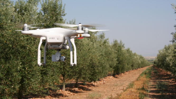 Dron sobrevolando un olivar para recoger información sobre el estado del fruto.