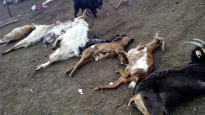 Las cabras muertas en Alcolea del Río.