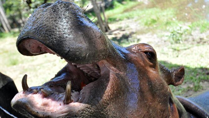 Uno de los hipopótamos de la Hacienda Nápoles.