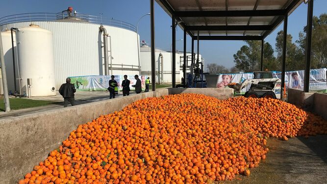 Naranjas amargas en la estación depuradora de aguas residuales (EDAR).
