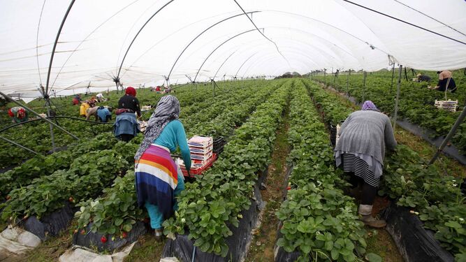 Temporeras de Maruecos en plena tarea de recolección de fresa