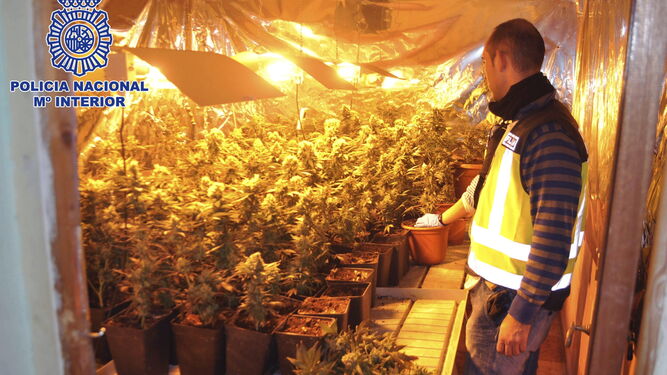 Un policía nacional custodia una plantación de marihuana, en una imagen de archivo.