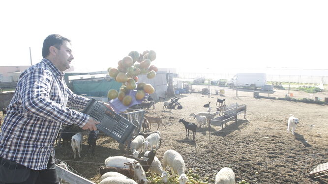 Un agricultor andaluz tira tomates al ganado en una protesta por los bajos precios de los productos del campo.