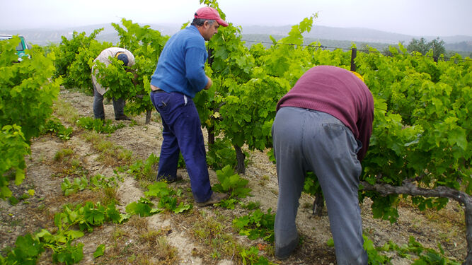 Trabajadores entre los viñedos.