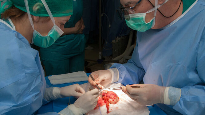 Dos especialistas durante la preparación de  un riñón en un proceso de  donación en vivo, en el Virgen del Rocío.