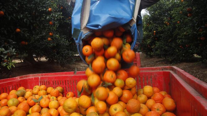 Recolección de naranjas.