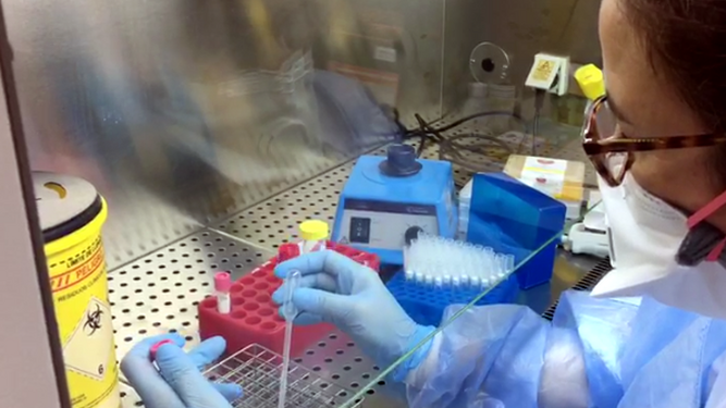 Análisis de una prueba PCR en un laboratorio