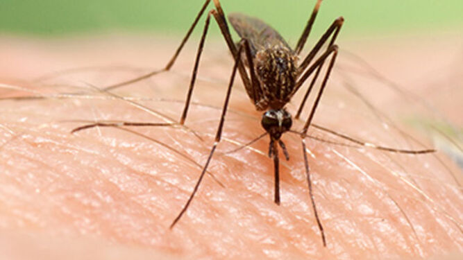 El mosquito Aedes Japonicus