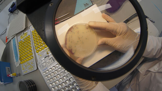 Unidad de microbiología del laboratorio de Emasesa, donde se detecta la presencia del Covid-19 en las aguas residuales.