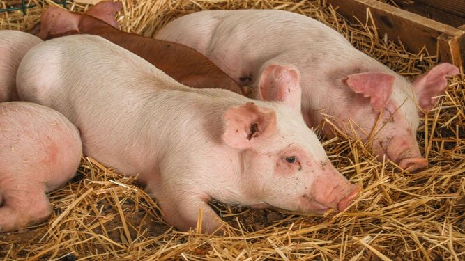 El virus G4 mostró un fuerte aumento en la población porcina después de 2016.