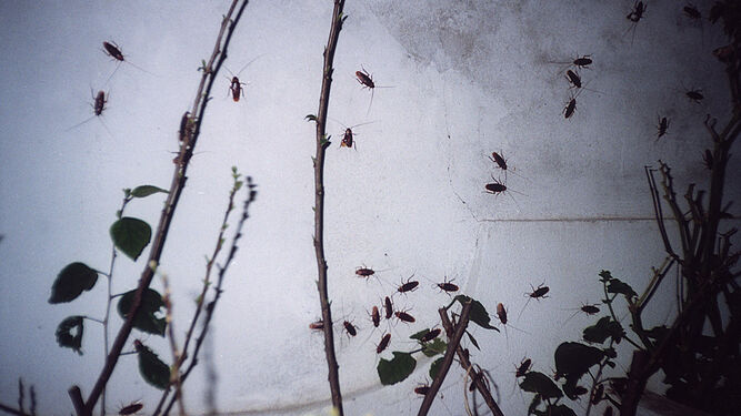 Una plaga de cucarachas en una pared de Mairena del Aljarafe.