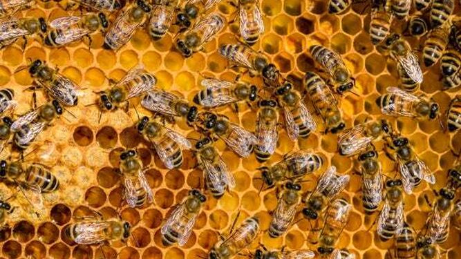 La apicultura será uno de los temas de este lunes en 'Campechanos'