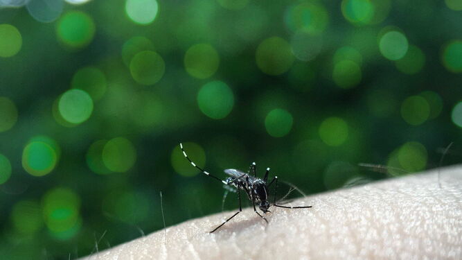 El verano trae consigo la aparición de insectos como el mosquito.