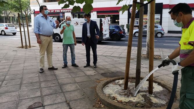 El Ayuntamiento de Sevilla refuerza el riego de los árboles durante el verano y el otoño