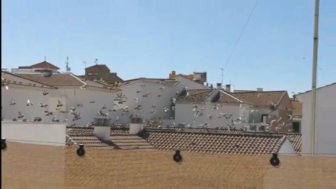 Palomas sobrevolando tejados de las casas en Herrera.
