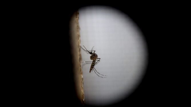 El mosquito, principal transmisor del virus del Nilo.