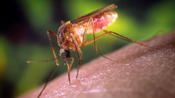 La picadura de mosquito transmite el Virus del Nilo Occidental, uno de los posibles causantes del brote.