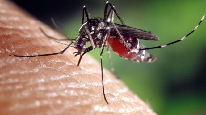 Las picaduras de mosquito pueden evitarse poniendo en práctica algunos consejos básicos.