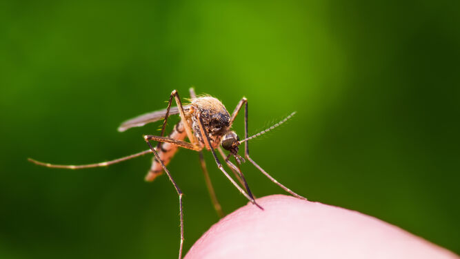 El mosquito adulto es el que porta el virus del Nilo.