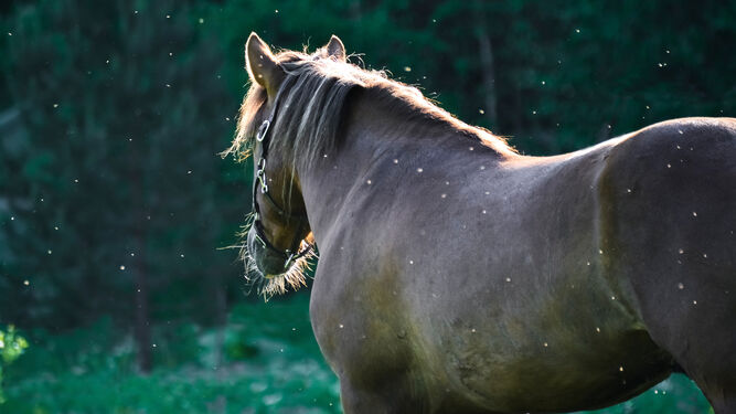 El virus del Nilo suele registrarse en caballos.