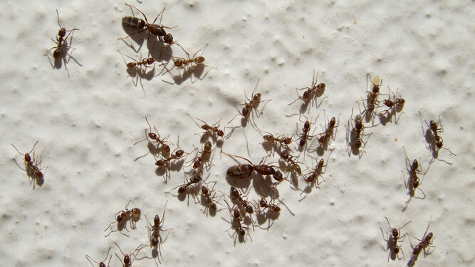 Hormigas argentinas.