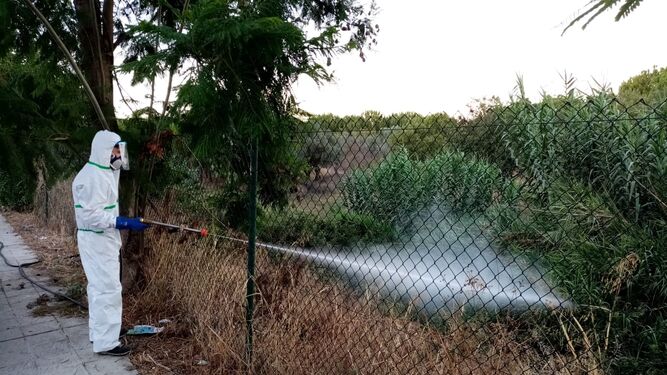 Un operario fumiga un terreno en Palomares del Río como parte del protocolo contra el mosquito del virus del Nilo.