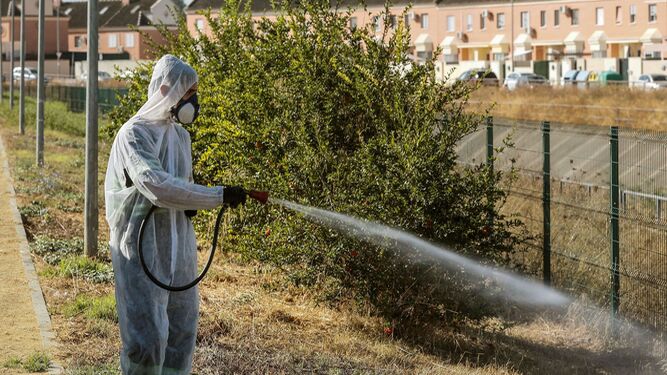 Un operario fumiga en Coria para reducir los mosquitos.