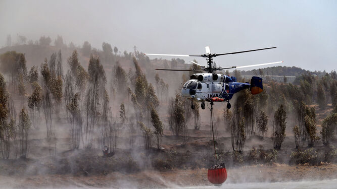 Un helicóptero carga agua ante un escenario de árboles carbonizados.