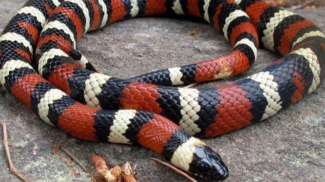 Una serpiente 'rey escarlata'