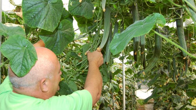 Un productor de pepino ecológico  muestra su producción en el invernadero.