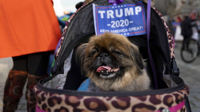 El perro de un votante de Trump en un rally en Nueva York.