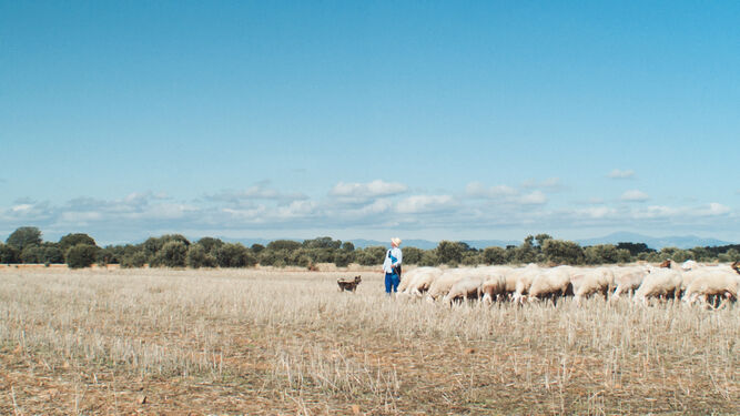 El pastoreo bajo los cielos de Castilla.