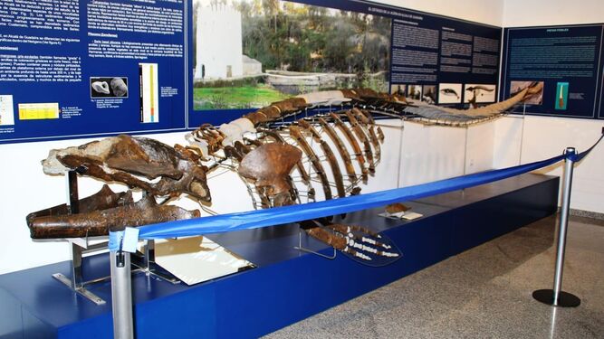 Restos fósiles de la ballena que se exponen desde hace 10 años en el Museo de Alcalá de Guadaíra.