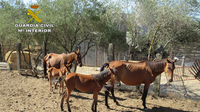 Algunos de los caballos encontrados con signos de desnutrición.