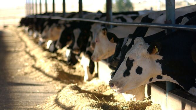 Vacas lecheras se alimentan en una explotación ganadera del Valle de los Pedroches.