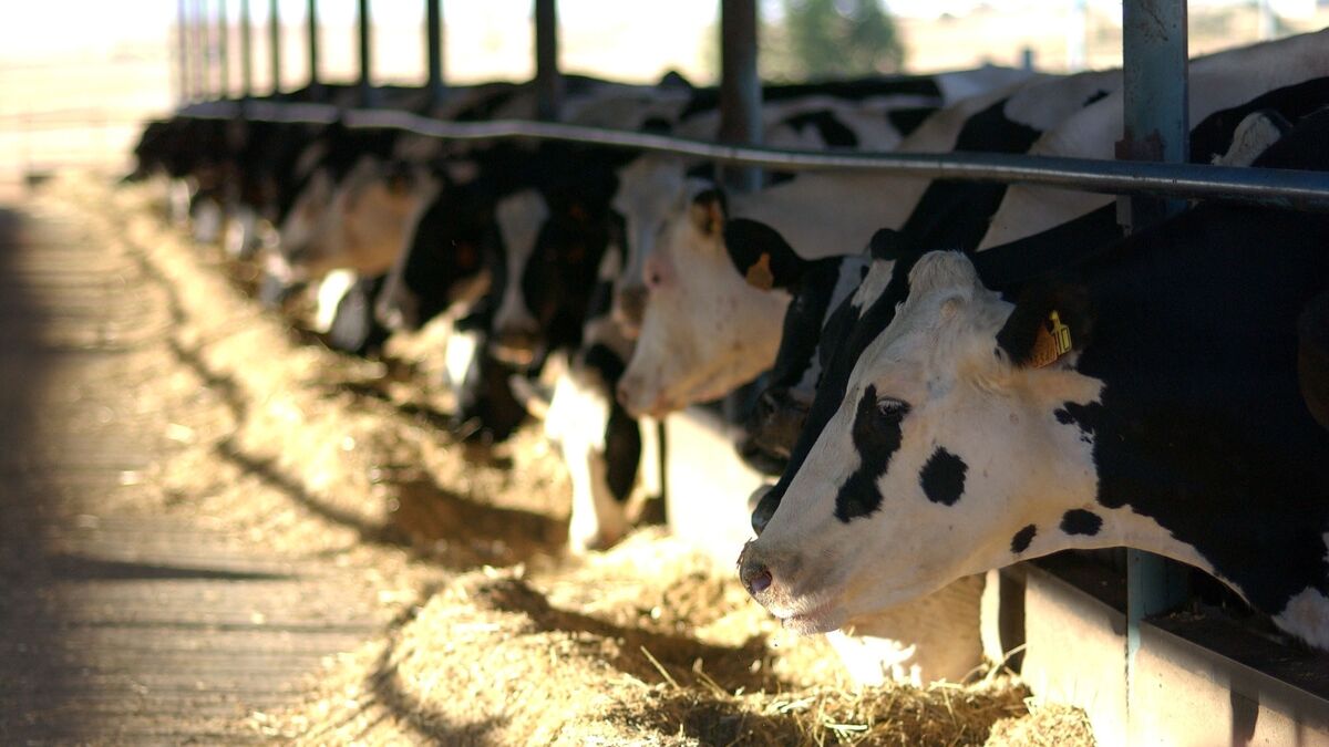Fuera claramente recibo La Campaña 2020 Córdoba La provincia de Córdoba cuenta con el 63% de todas  las vacas lecheras andaluzas