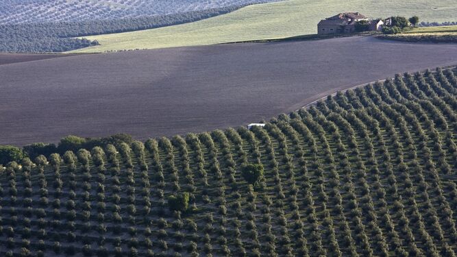 Jaén cuenta con cerca de 600.000 hectáreas de olivos en producción.