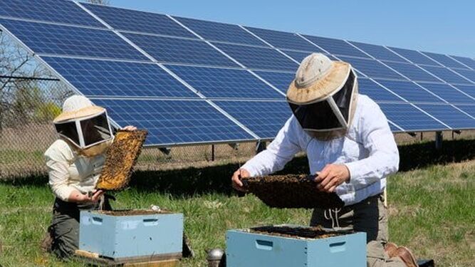Dos apicultores manejan sus colmenas junto a unas placas fotovoltaicas.