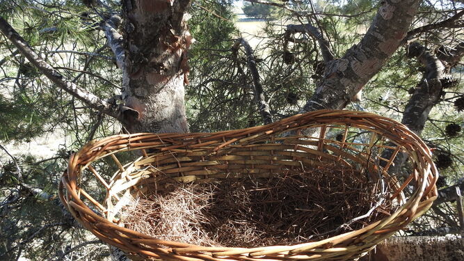 Una de las cestas reutilizadas como nido.