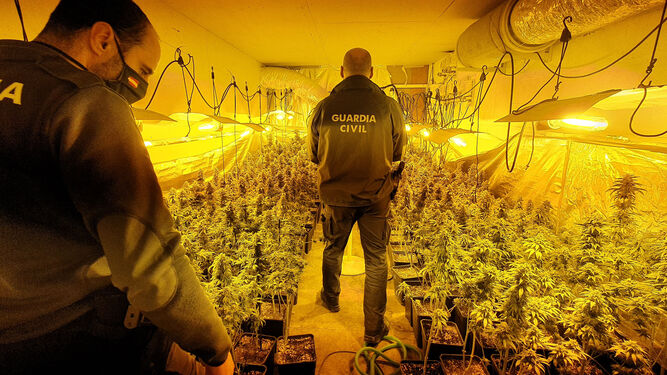 Dos agentes de la Guardia Civil en la plantación de marihuana desmantelada.