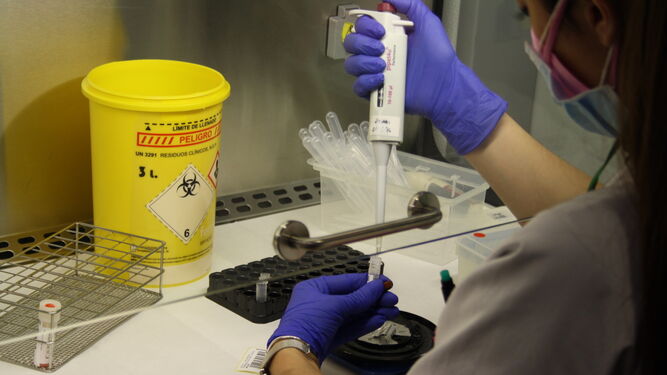 Una investigadora trabaja con muestras de coronavirus en un laboratorio.