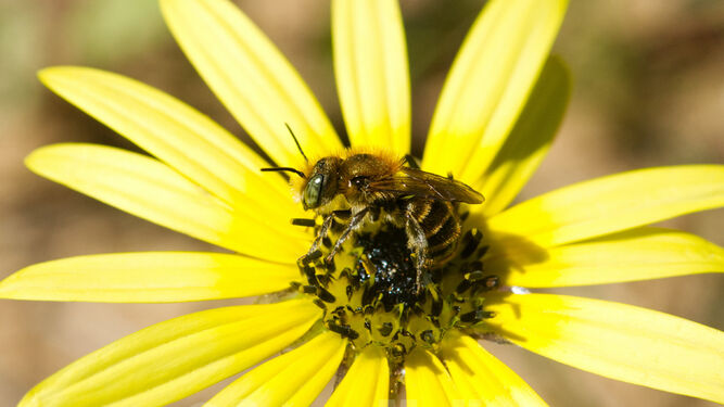 Las abejas silvestres contribuyen a la polinización del 75 % de las plantas silvestres y cultivadas.