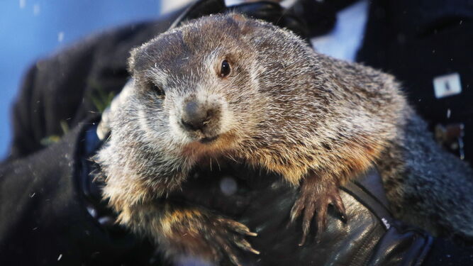 Phil, la marmota de Punxsutawney.