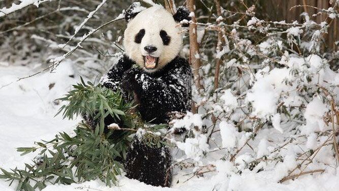 Los osos panda triunfan en las redes sociales