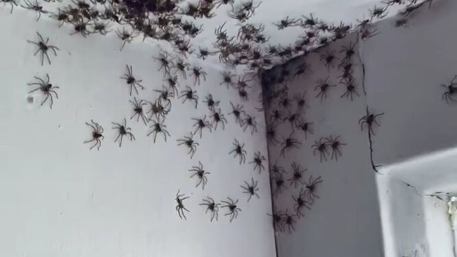 La horrible escena de una madre australiana: cientos de arañas por la habitación de su hija