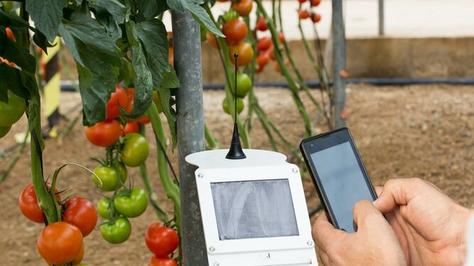 Control digital de tomates en un invernadero.