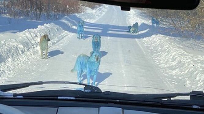 Los perros azules rusos