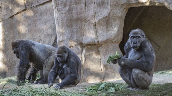 Los gorilas del zoo de San Diego se recuperan totalmente tras contraer covid