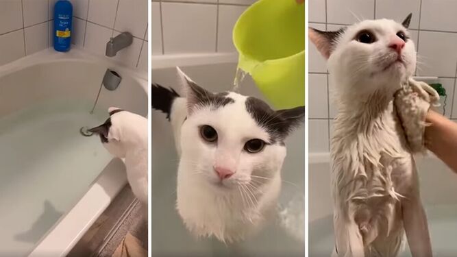 Los gatos que triunfan en tik tok: no pararás de reírte con estos vídeos
