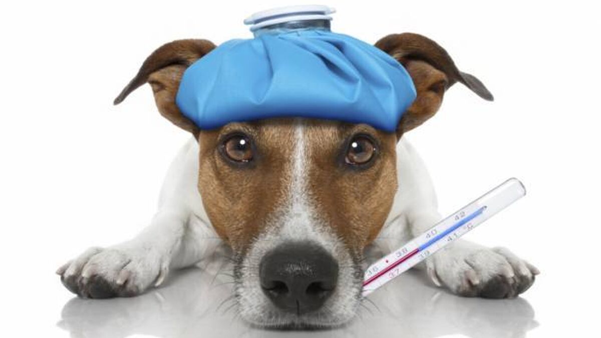 Juramento Aventurarse proteína Claves para saber si tu perro tiene fiebre